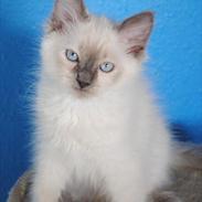 Ragdoll DK Flowerchild Campanula Nischa