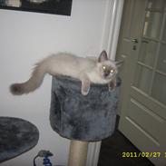 Ragdoll DK Flowerchild Campanula Nischa