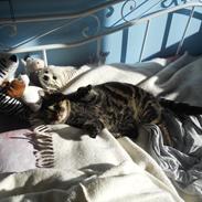 Blanding af racer Tiger