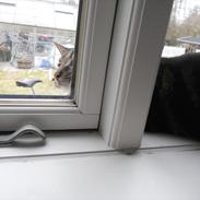 Blanding af racer Tiger