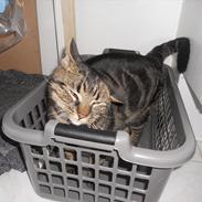 Blanding af racer Tiger