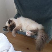 Hellig Birma Dalton