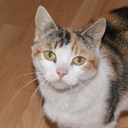 Huskat Ronja