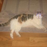 Huskat Ronja