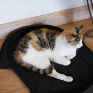 Huskat Ronja