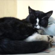 Blanding af racer ditter