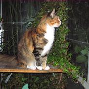 Blanding af racer Skovkatten