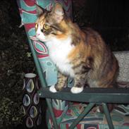 Blanding af racer Skovkatten