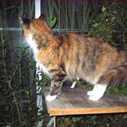 Blanding af racer Skovkatten