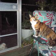 Blanding af racer Skovkatten