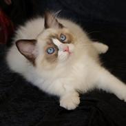 Ragdoll DK Rags of Silk Assam Alix