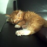 Maine Coon Neli