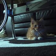 Maine Coon Neli