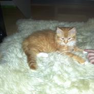 Maine Coon Neli