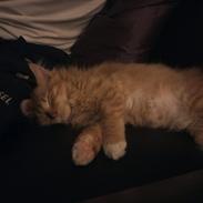 Maine Coon Neli