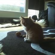 Maine Coon Neli