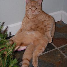 Blanding af racer Leo