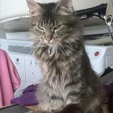 Norsk Skovkat hubertus