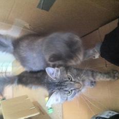 Norsk Skovkat hubertus