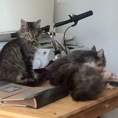 Norsk Skovkat hubertus