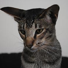 Orientaler Bellamis' Gandhi