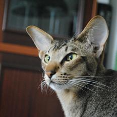 Orientaler Bellamis' Gandhi