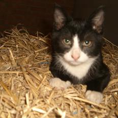 Huskat Batman Solgt & Savnet *RIP*