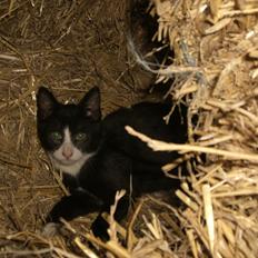 Huskat Batman Solgt & Savnet *RIP*