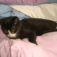 Huskat Batman Solgt & Savnet *RIP*