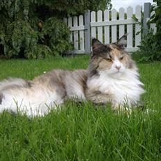 Maine Coon DK NewFarms Fiona / Freja