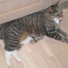 Blanding af racer Pelle mus Død