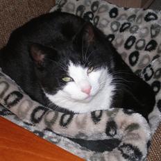 Huskat Sofus død D 25 juli 2016