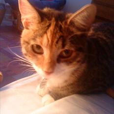 Blanding af racer Dina