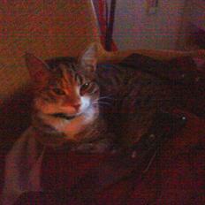 Blanding af racer Dina