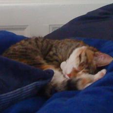 Blanding af racer Dina