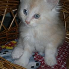 Blanding af racer kitte mis