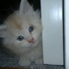 Blanding af racer kitte mis