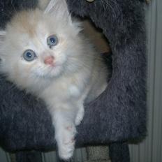 Blanding af racer kitte mis