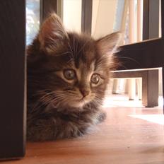 Blanding af racer Fnug