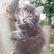 Blanding af racer Fnug