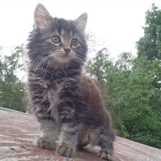 Blanding af racer Fnug