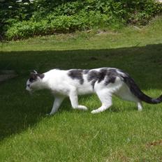 Blanding af racer Ranva (rille)