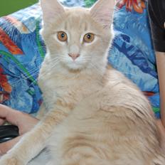 Maine Coon Lykken Pegasus aka. Preben:-* #FARS KAT#