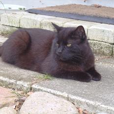 Blanding af racer Sambo