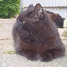 Blanding af racer Sambo