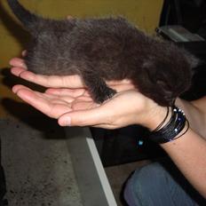 Huskat Mickey