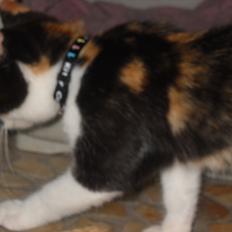 Blanding af racer Molly