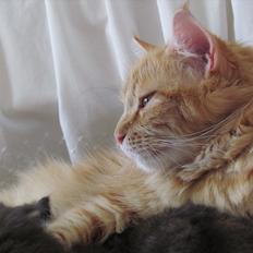 Maine Coon Prinsesse Luna