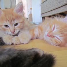 Maine Coon Spaghetti