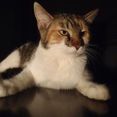 Blanding af racer Flicka